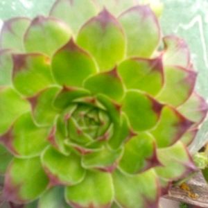 large hen and 3 chicks